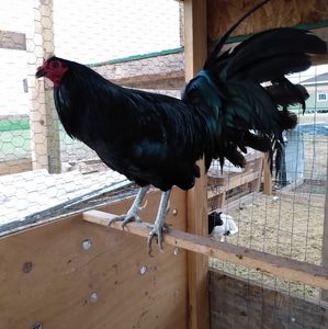 Meet your Posher, Kevin